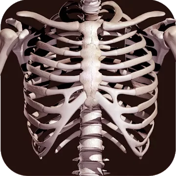 Osseous System 3D (анатомия)